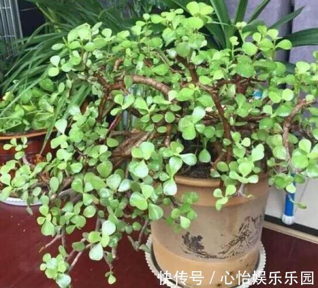 金枝玉叶|株型精致易培养成老桩，学会这4点，自己在家扦插“金枝玉叶”