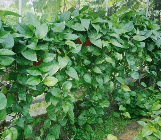 绿萝|4种“吸毒花”,被称作“天然空气净化器”,家里空气好,长得旺