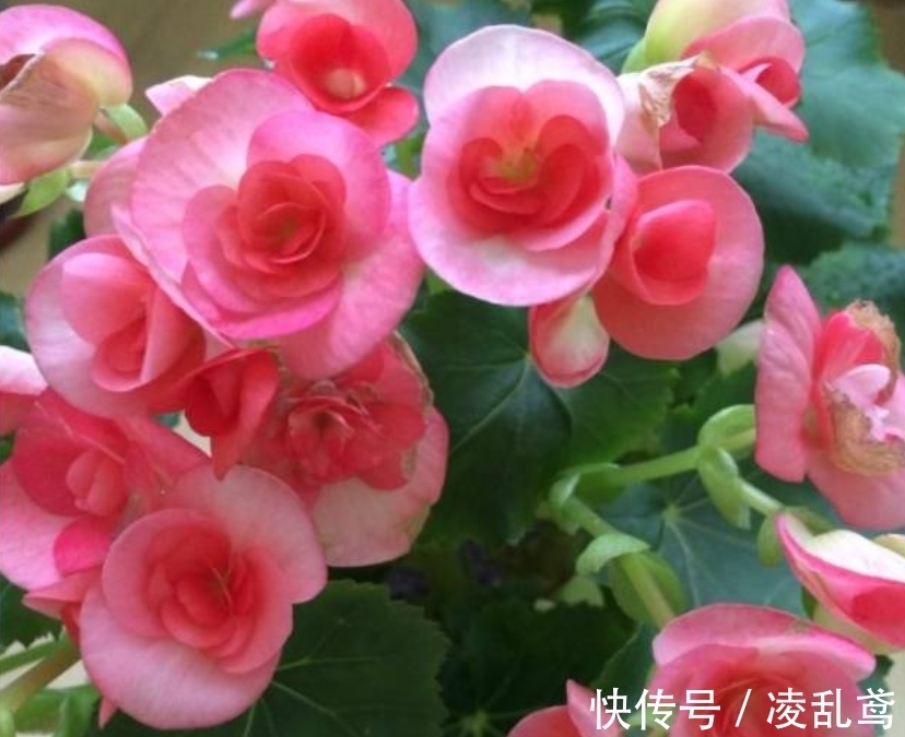 长春花|此款花卉便宜又好养，沾点水就疯长，开花勤还爱爆盆，美