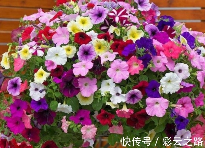 4种花超漂亮,个个美出状态,花开就爆盆,漂亮又好养!