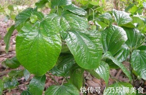 疝气痛|农村妈妈的保养秘籍,既是野菜,也是药,只有农村才有,你可认识