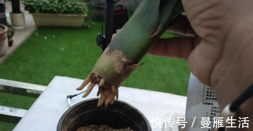 君子兰烂的“光秃秃”别扔,插进这里,又会长满新根,开满花