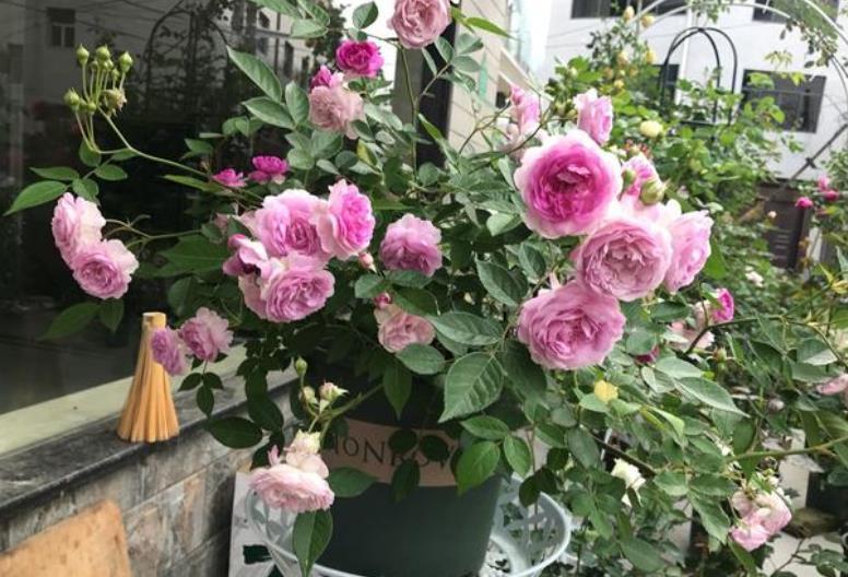 2021年养过的10款月季,皮实好养开花美,你最喜欢哪种?