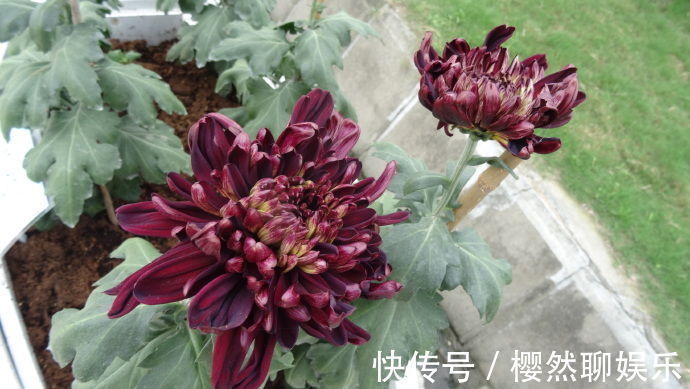 喜欢菊花,就养盆“五大名菊”墨荷,花似墨色荷花,高贵典雅