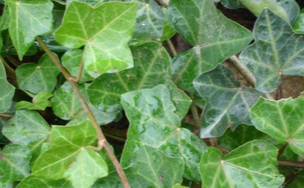 4种能净化室内空气的盆栽,非常好养,搬新家必备