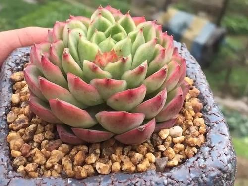 能养出果冻色更好，没状态也不丑的多肉酸橙辣椒，颜色清脆很清新