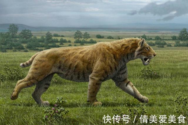 老虎&神农架相传出现过“过山黄”,体型在老虎之上,以山间百兽为食