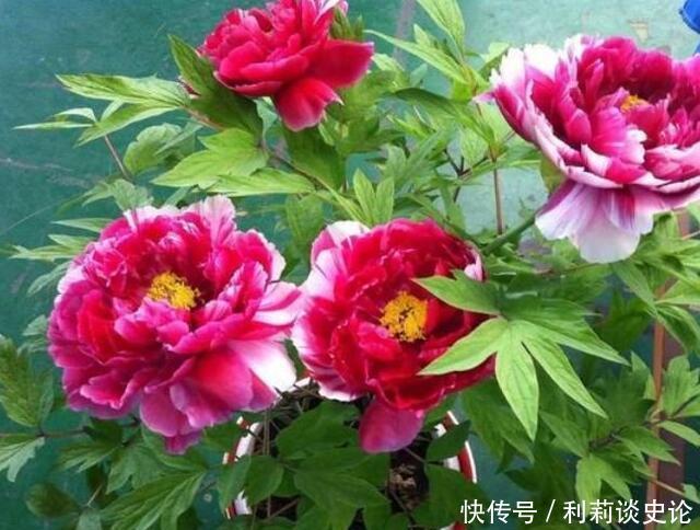 5种花适合冬天养，开花爆盆花期长，优雅美观