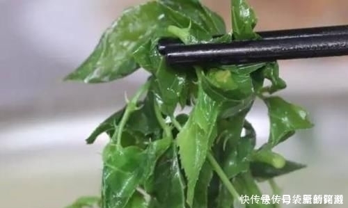 农村|农村一种野草,人称“解百毒”,一斤能卖到240