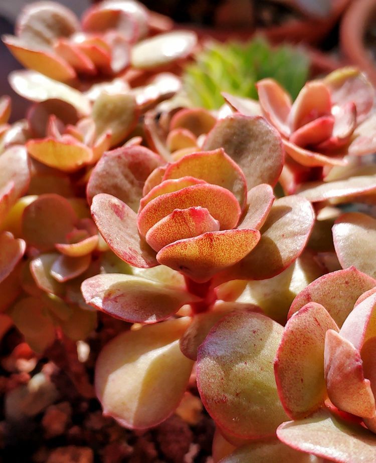 成长|与多肉一起走过的日子,见证多肉的成长过程!