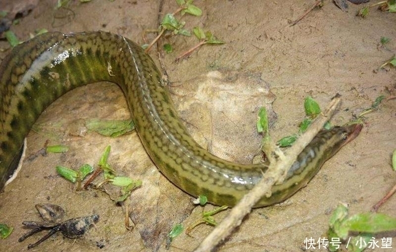 刀鳅鱼|它长得像一把刺刀，以前钓到直接扔了，现在成了稀罕货100元一斤