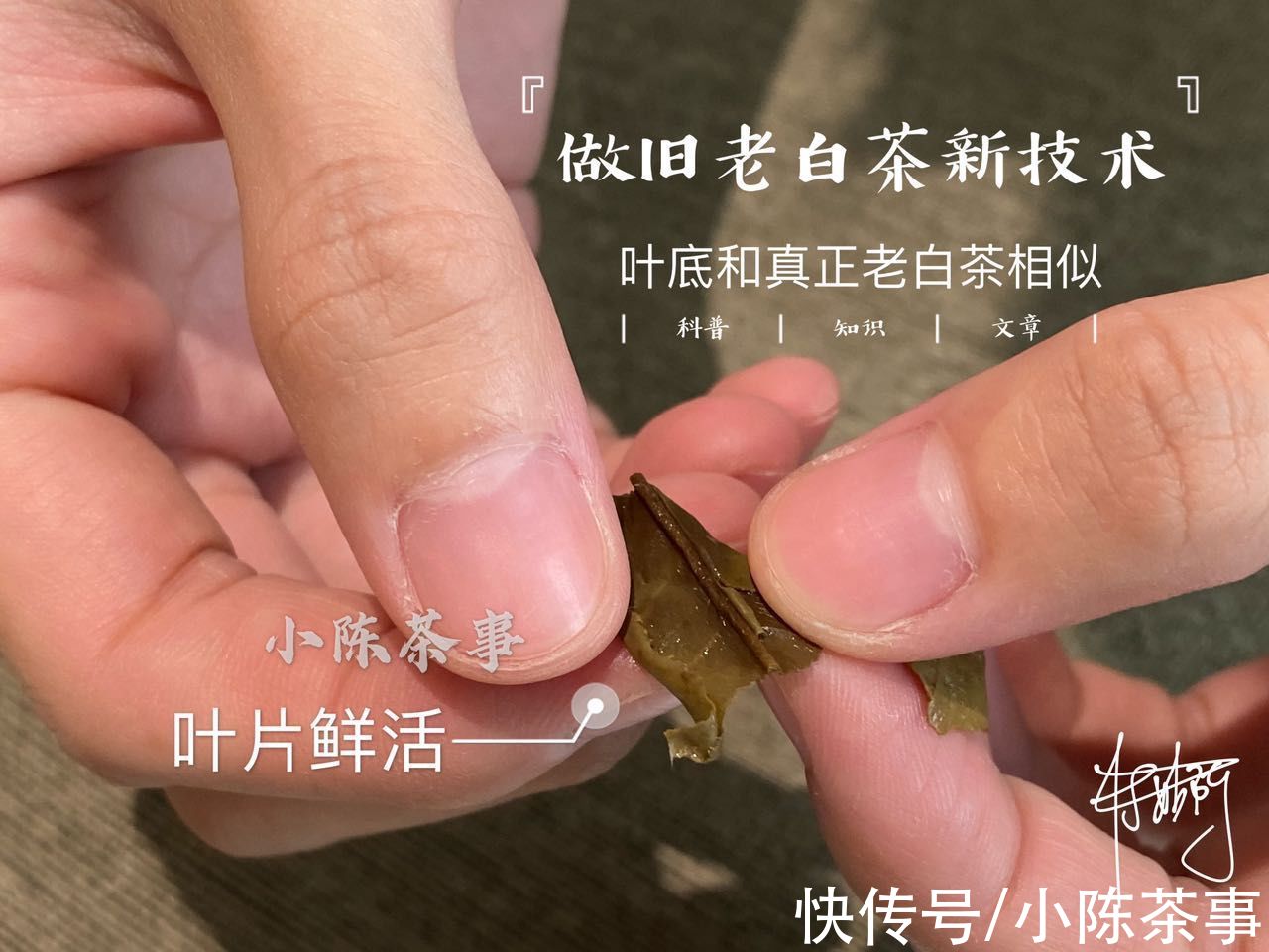 白茶|“一眼假”已经过时，高仿A货老白茶悄然降临，教你一招鉴定真伪