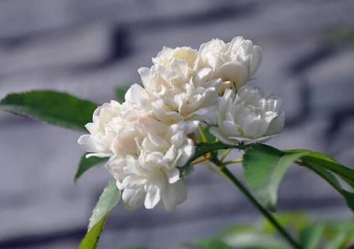 香水花|养花试试这款，能开出大量的花朵，花朵饱满优雅