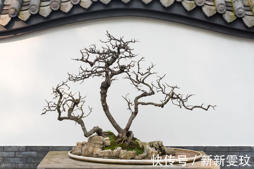 挑选盆景,需要掌握6个挑选条件,才能挑到精品,再也不用交学费
