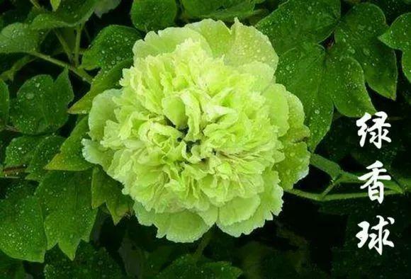 喜欢牡丹花，却一不小心买到芍药！附牡丹花品种图鉴大全