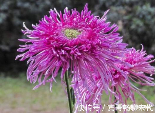 阳台养此款花卉，一条枝上千朵花，花开繁盛惹人爱，绚丽夺目