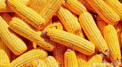 玉米面是粗粮还是细粮？糖尿病人吃玉米面，3个雷区坑了不少人！