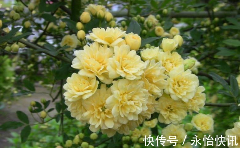 阳台再小,也要养棵“香水花”,皮实好养颜值高,适合新手