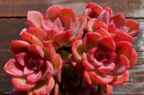 多肉高贵养出状态以后如同气质高雅的贵妇,但养不好就会秒变村姑