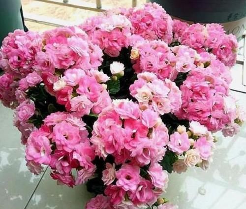 适合养的花，好活易爆盆，花开媲美玫瑰，花朵姿态万千，美