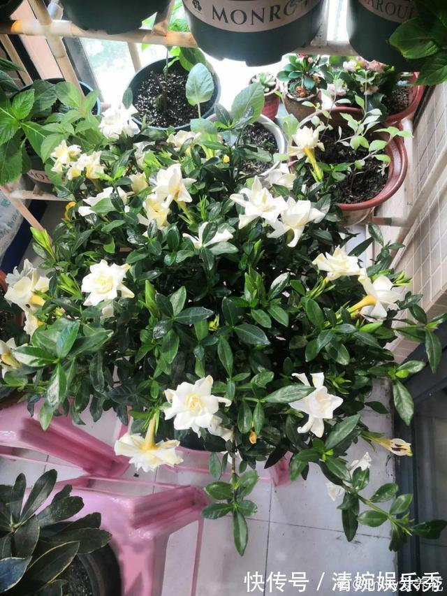 10种“垃圾”不要丢,拿来养花效果好,还能省下一笔钱