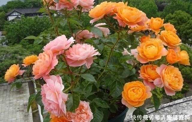 生根液|扦插月季老是死教你3个小方法,枝条炸出大白根,插一根活一根