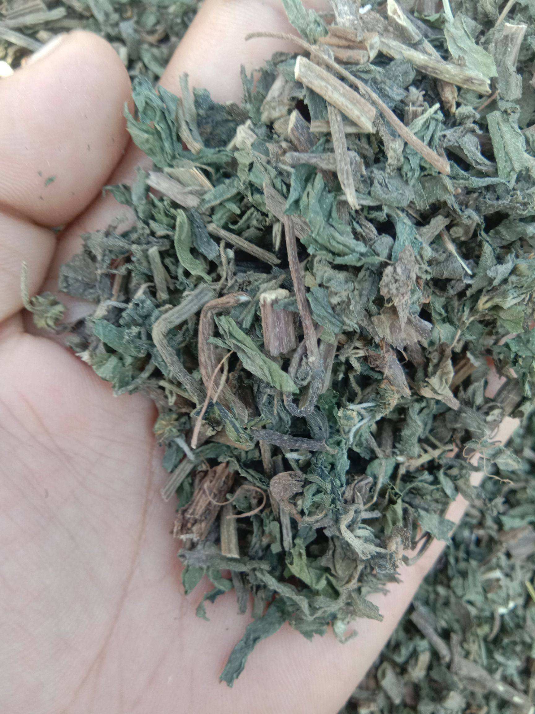 煮水|白头发别着急去染,常用此叶子煮水,坚持半月,白发慢慢变黑发