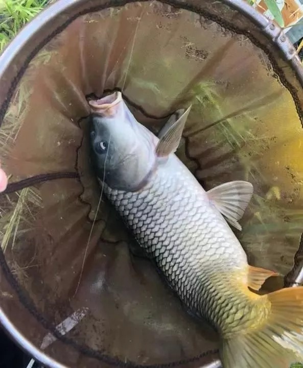 都说钓大鱼要用玉米,但是生的,熟的和发酵的,该用哪个呢?