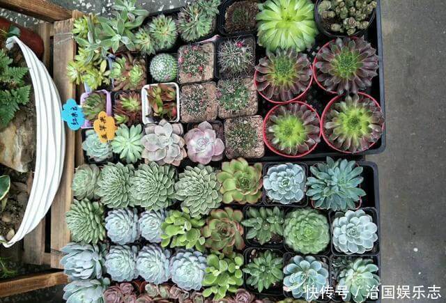 盆栽种|多肉植物用瓷盆栽种还是塑料盆好多肉植物有哪些养殖技术