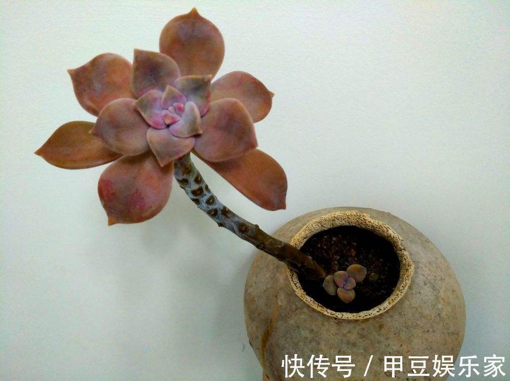 新手入坑应该选哪些多肉，老花农告诉你秘籍，养这些没错了！