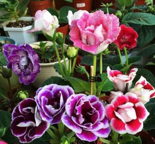  大岩桐|阳台养花，不妨养此4款植物，养在哪里都爆盆，早看早知道！