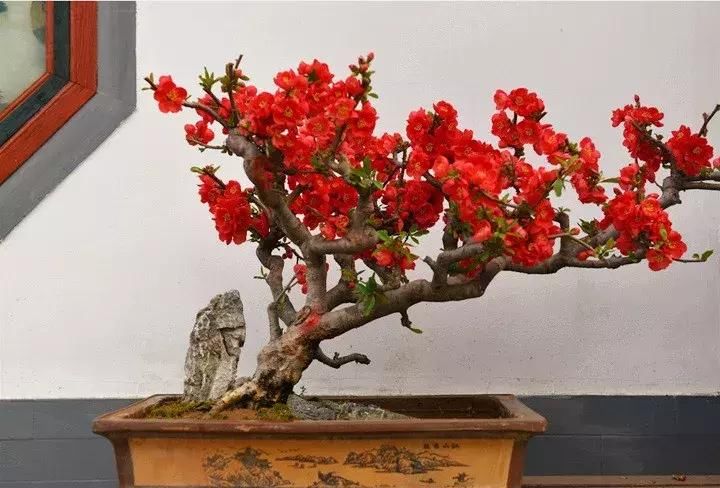  惊艳|最惊艳的3种花，花朵奇特美丽，花期超长，扦插就能活