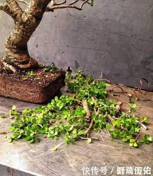 修剪|4种花,就是欠修理,不修不剪不成器,越剪越旺花越爆