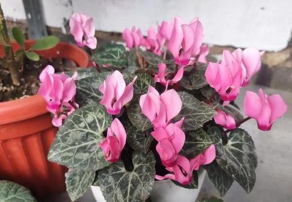 盆栽风信子、仙客来,高温天需挪挪地方,因为它们要休眠了