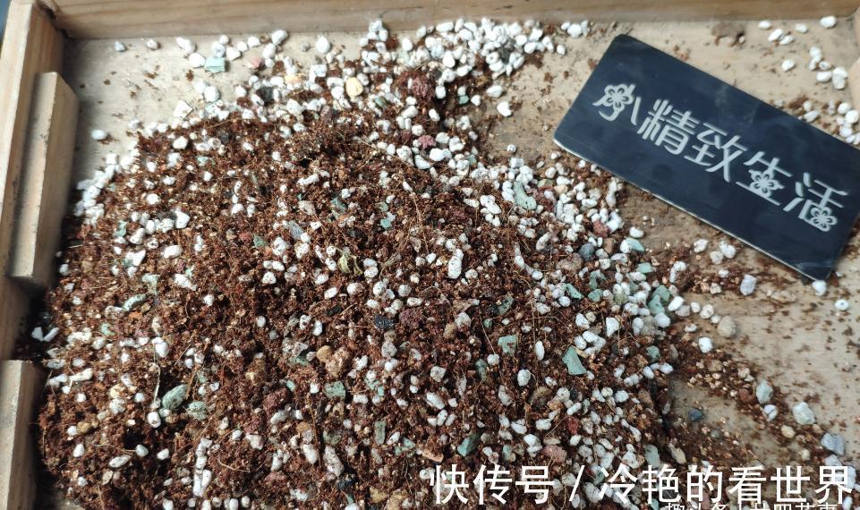 10月养多肉，5种情况需要翻盆，简单3步，生根快重新变美