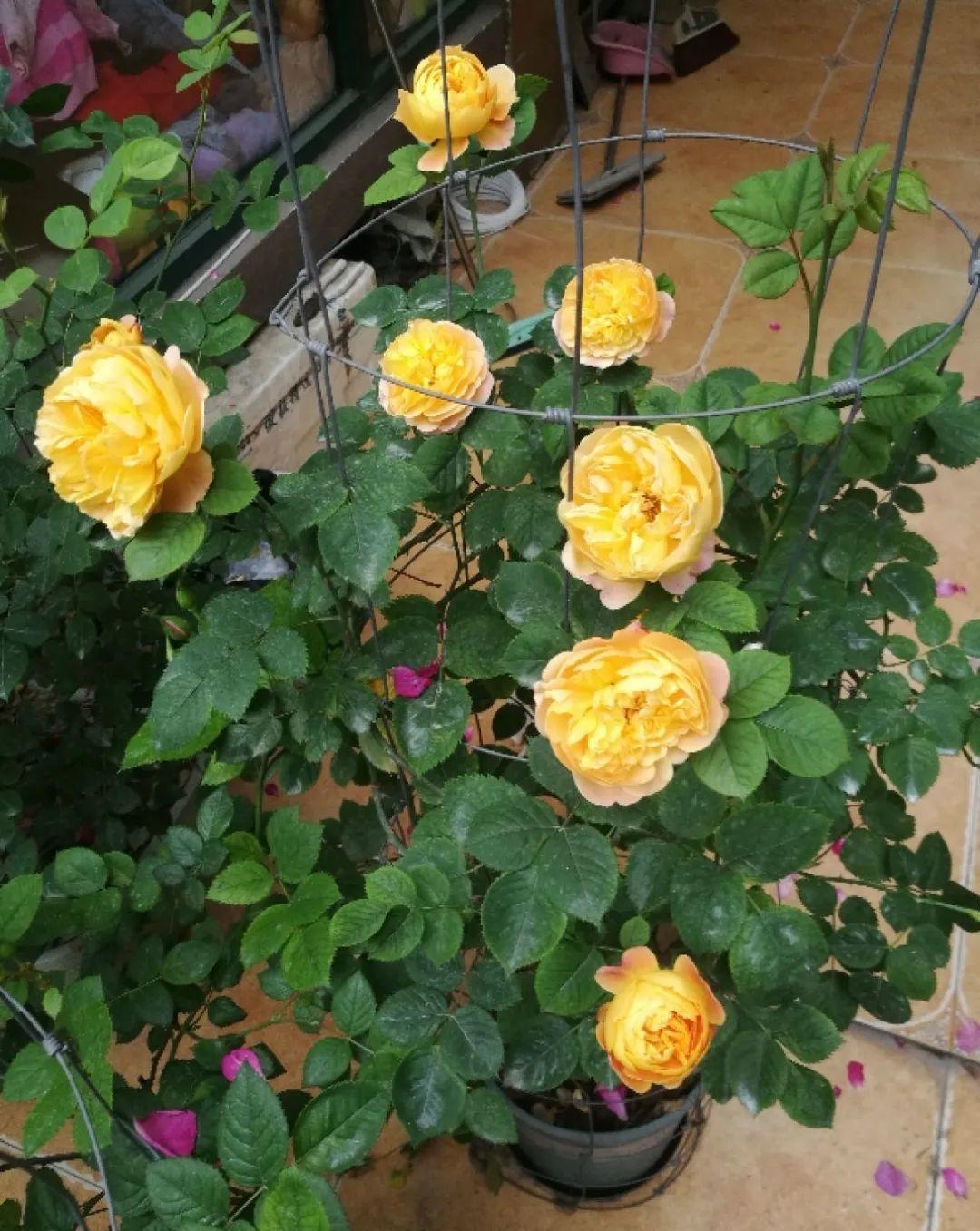 门口种了一棵花,竟被说是不吉利,怼回去:关你P事