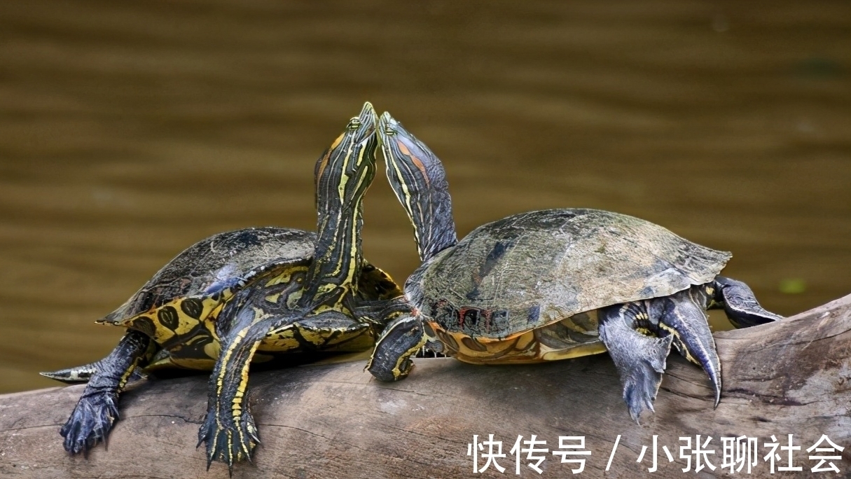 10号钩挂玉米都被干弯了!浑身绿得发黑,钓友:烫手别放生