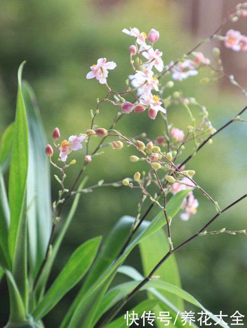 不适合春天养的花，现在买就是浪费钱，不如买春季“老三样”