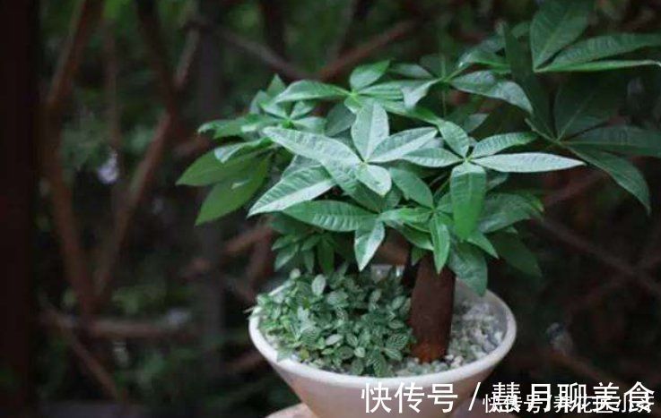 土壤|养这7种花,“醋”要经常浇,每月浇一碗,叶子绿油油