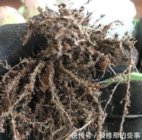 粉蚧虫,肉友最痛恨的虫子,多肉防虫要无时无刻