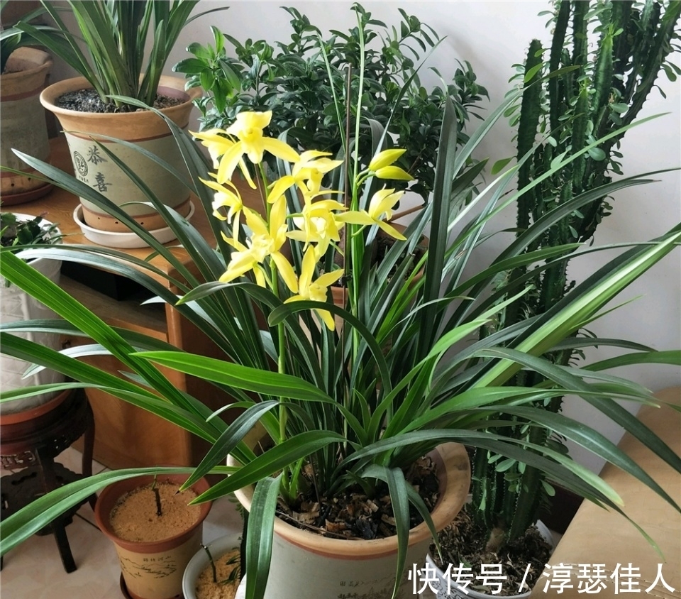 养花真不难,配土很关键,掌握3大“配土法”,养一盆旺一盆