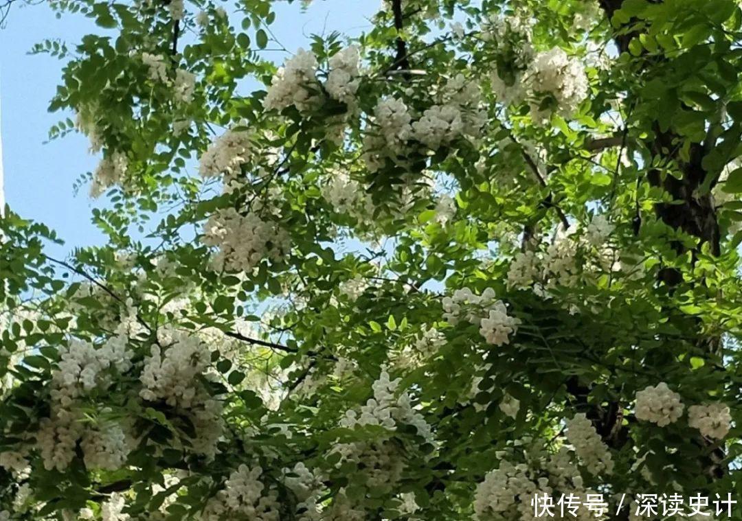 农村的6种花,烙饼子、炒菜、炖汤···再晚没得吃了!