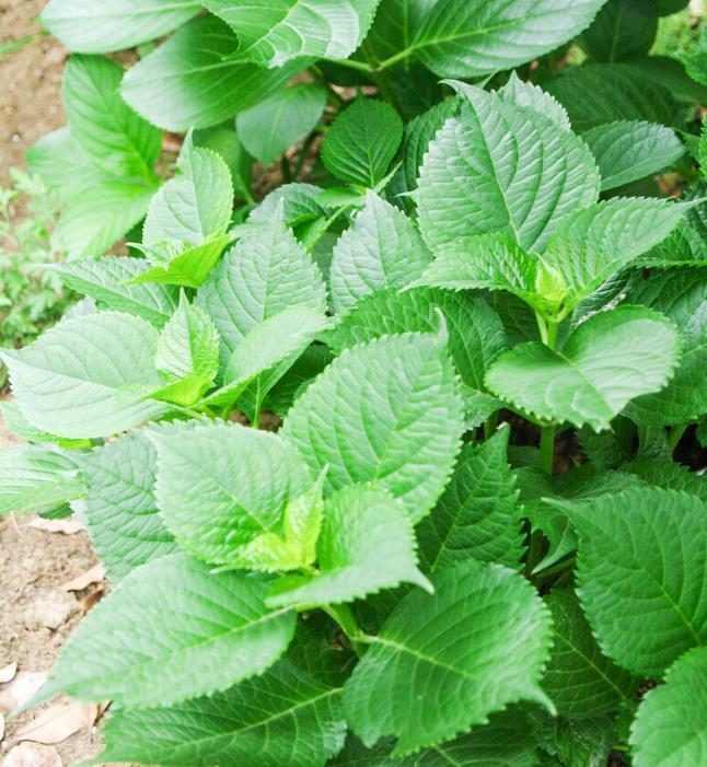 提醒:养绣球花,这些事情再不做,就晚了