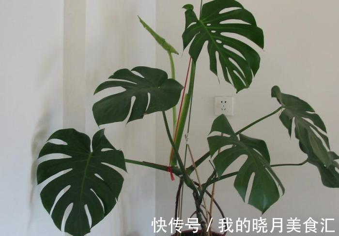 龟背蕉|龟背竹如果叶子全没了还能活吗