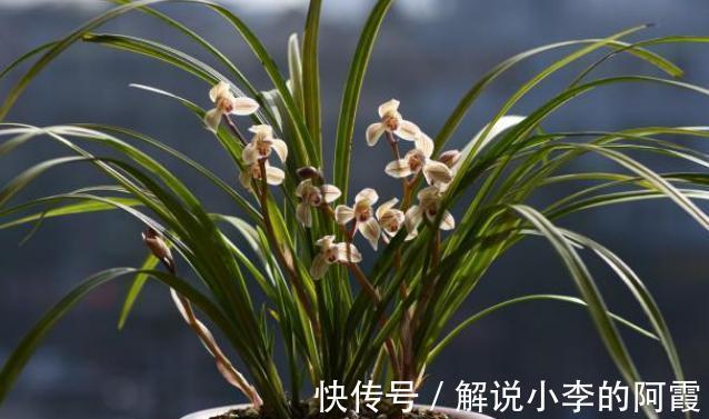 为啥有些兰花买来是红花,复花时就不红了