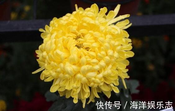 夏季想养菊花选“绿水秋波”开花似“毛球”超可爱，养上值了