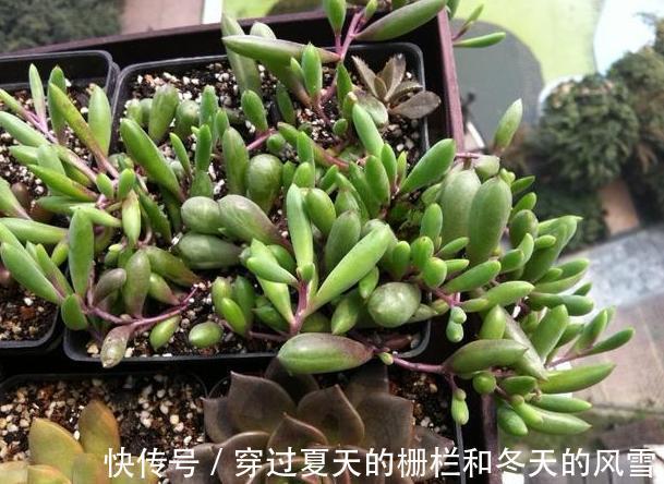 盆栽多肉紫玄月侧重这3小技巧，好看又好养，秋冬疯长新茎叶