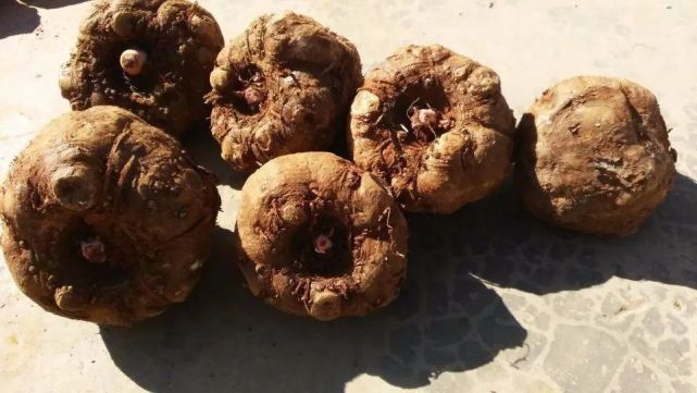 魔芋的營養價值與功效