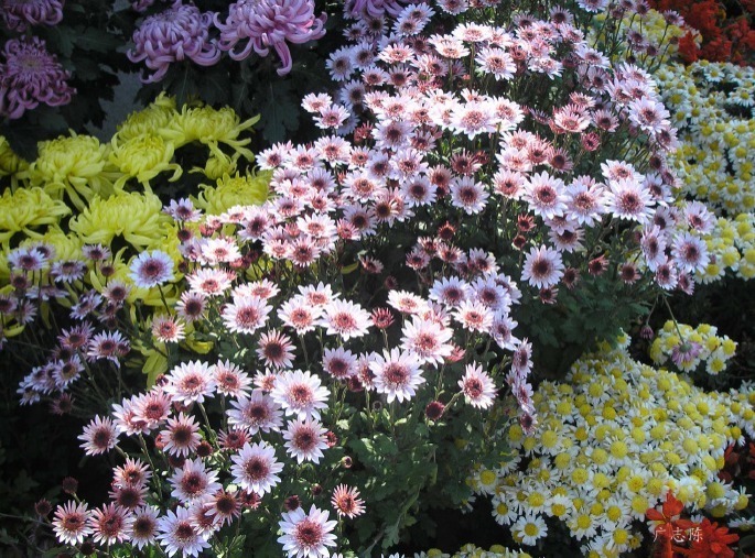 世界上品种最多的植物,没有之一,光路边就有20多种!