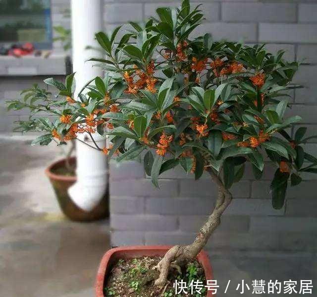 盆景|种“霸气花”,镇宅又大气,家里养一盆,护家守家保平安